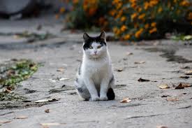 fluffy-white-black-cat-outside