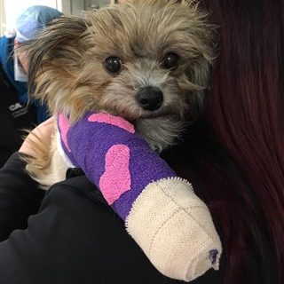 dog-love-cast